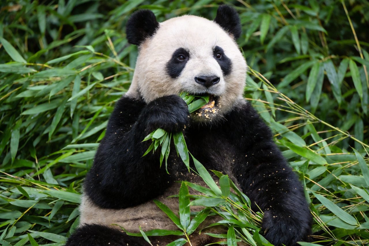 Chengdu Research Base of Giant Panda Breeding